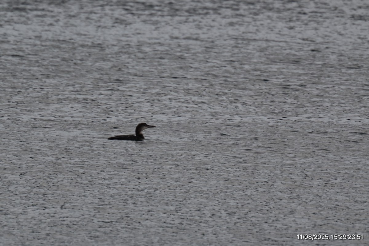 Гагара полярна - ML645195887