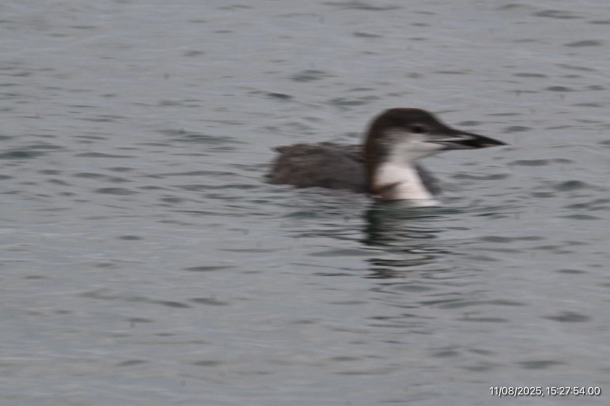 Гагара полярна - ML645195888