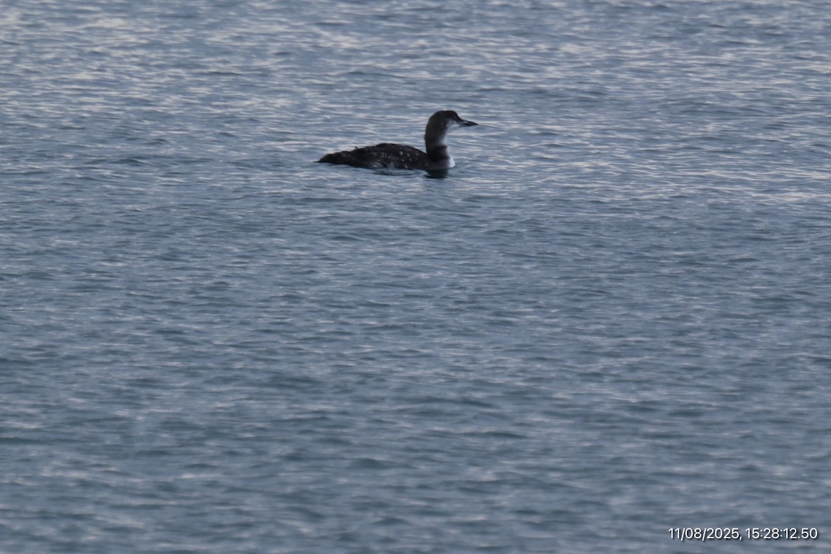 Common Loon - ML645195889