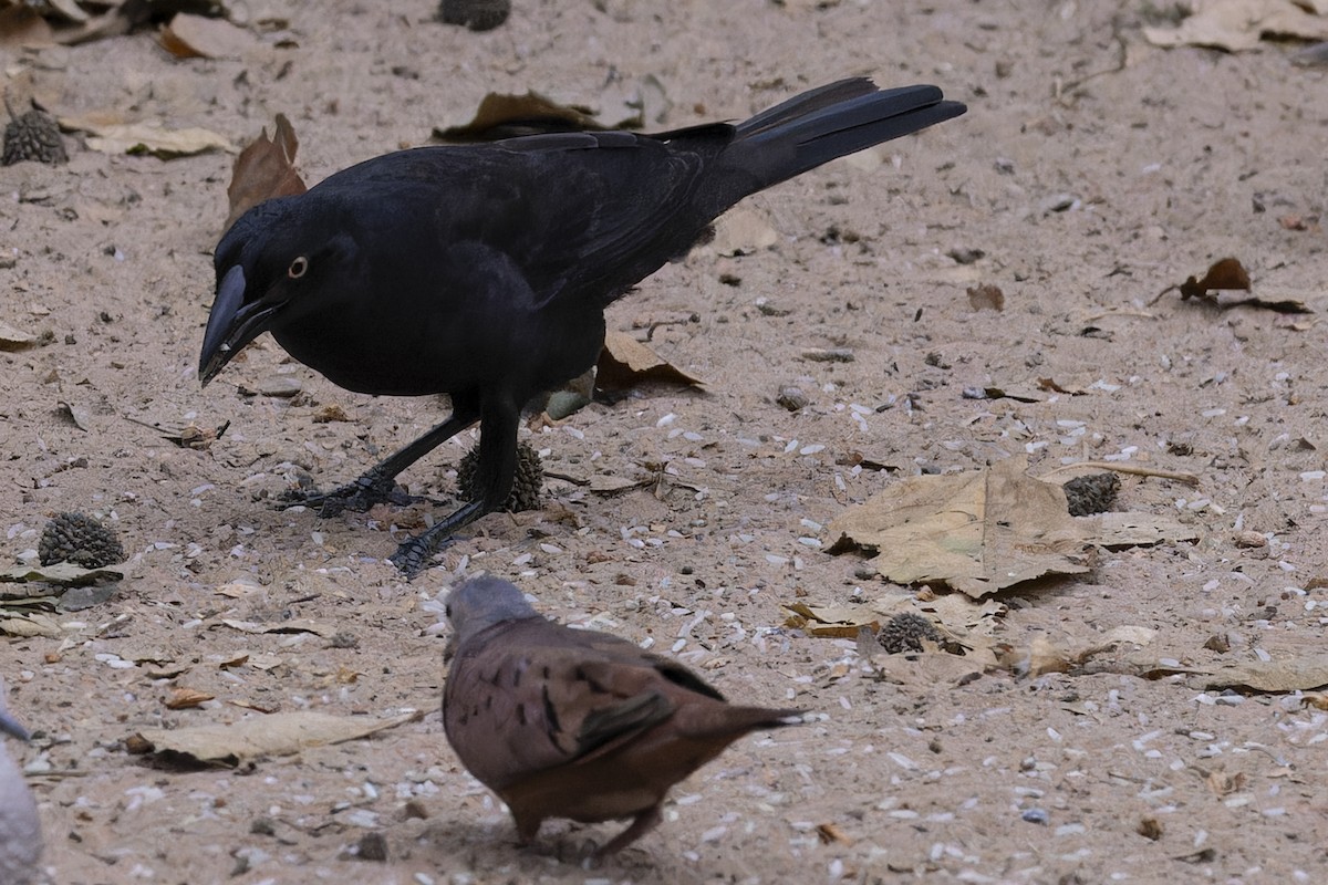 Вашер великий - ML645195890