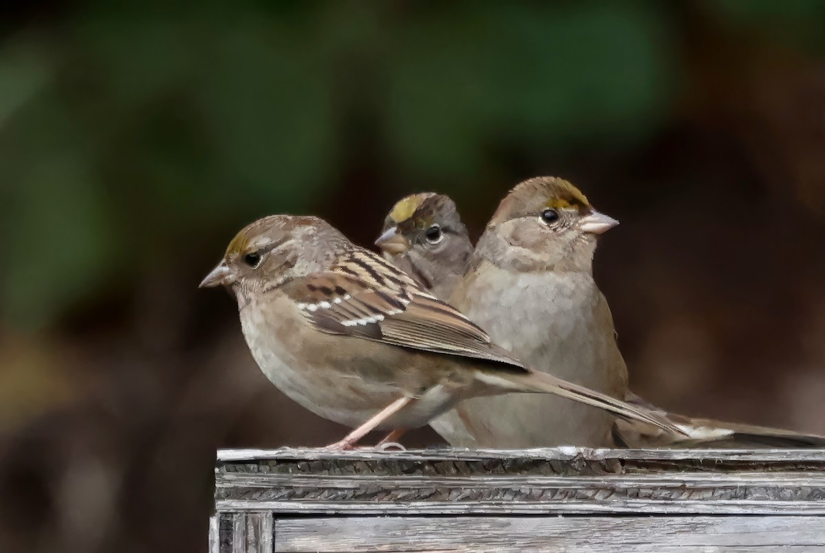 Бруант чорнобровий - ML645195891