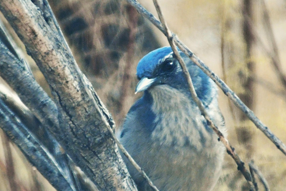 Сойка сонорська - ML645195892