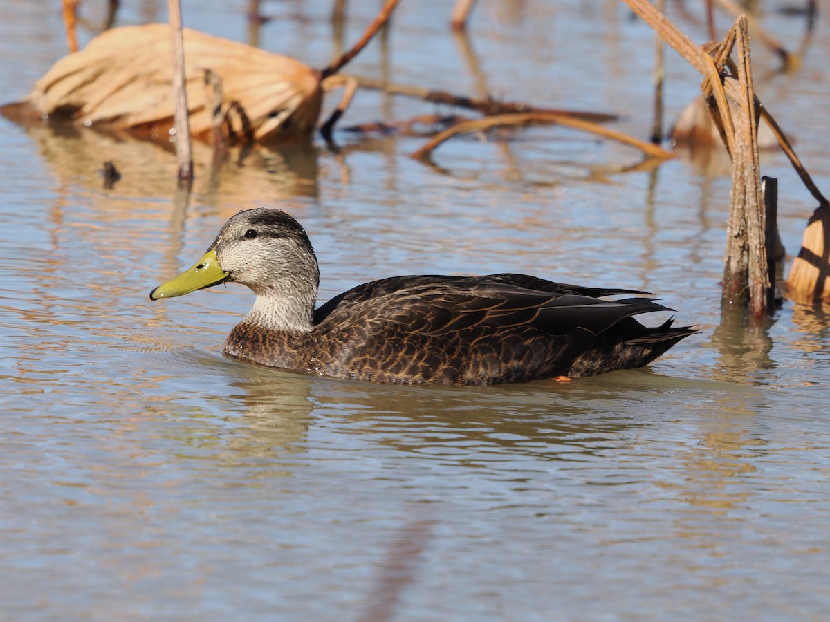 Крижень американський - ML645195893