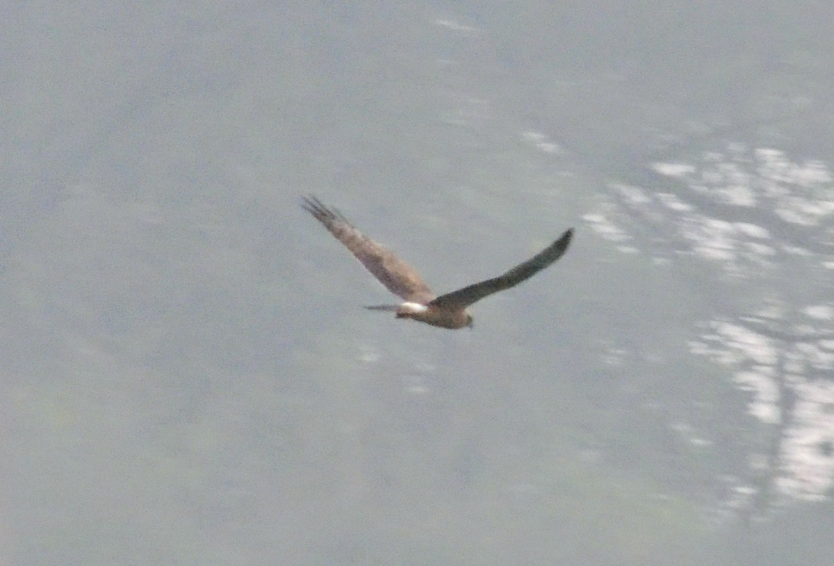 Лунь степовий - ML645195894