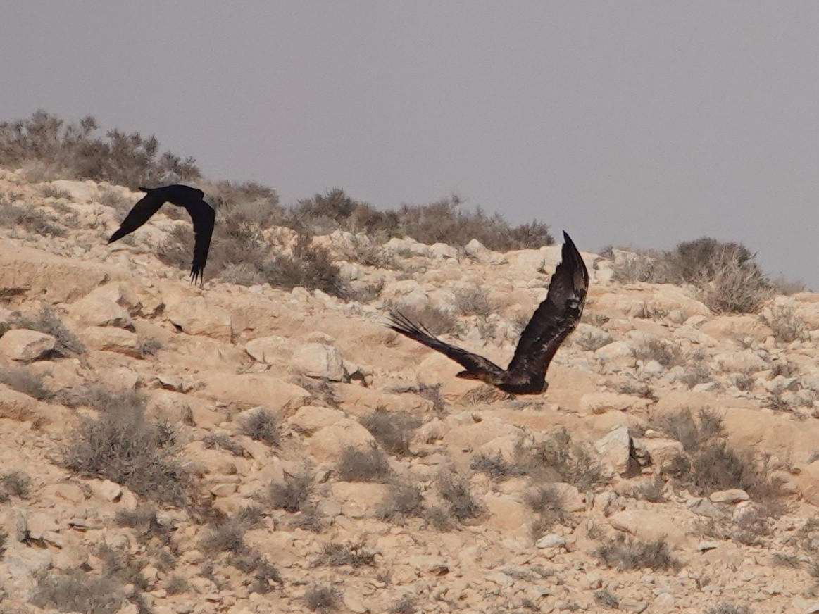 Беркут - ML645195898