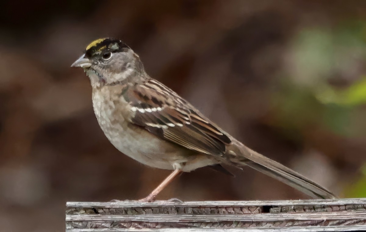 Бруант чорнобровий - ML645195899