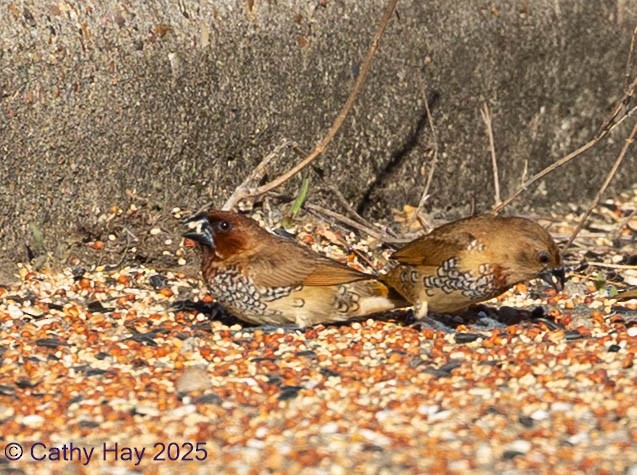 Мунія іржаста - ML645195900