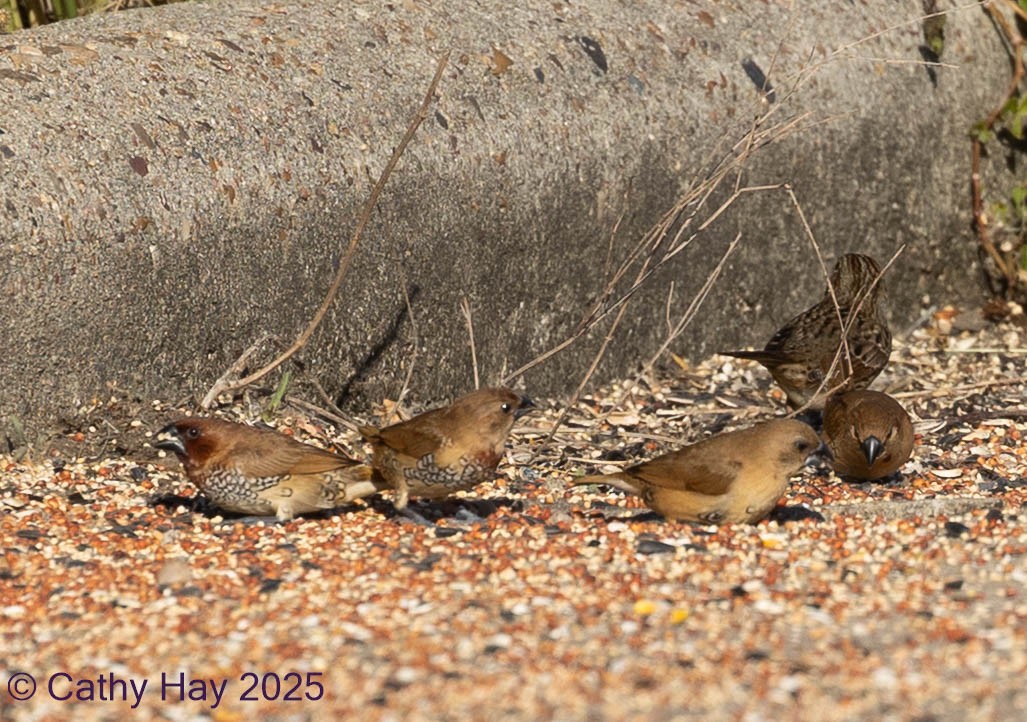 Мунія іржаста - ML645195901