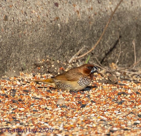 Мунія іржаста - ML645195902