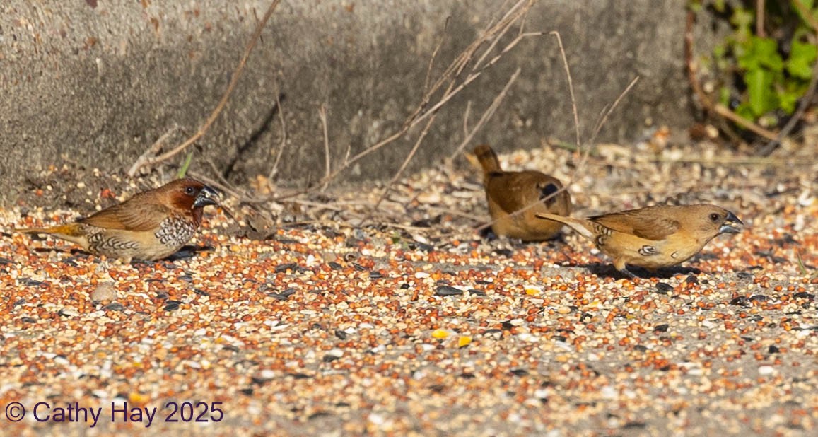 Мунія іржаста - ML645195903