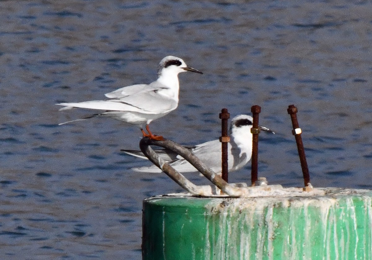 Крячок неоарктичний - ML645195904