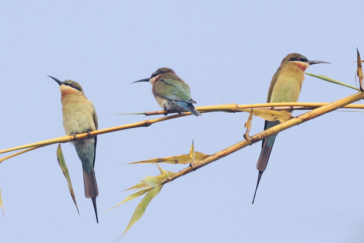 Бджолоїдка синьохвоста - ML645195908