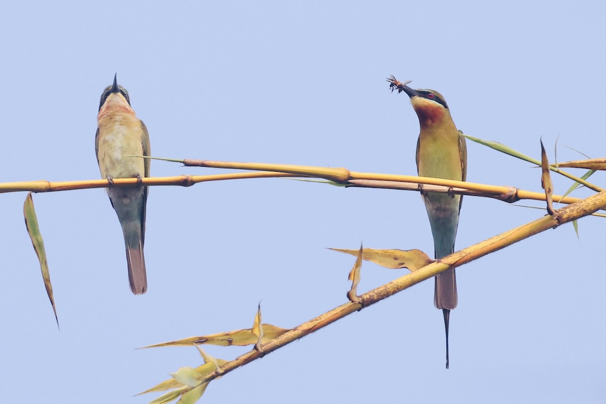 Бджолоїдка синьохвоста - ML645195909