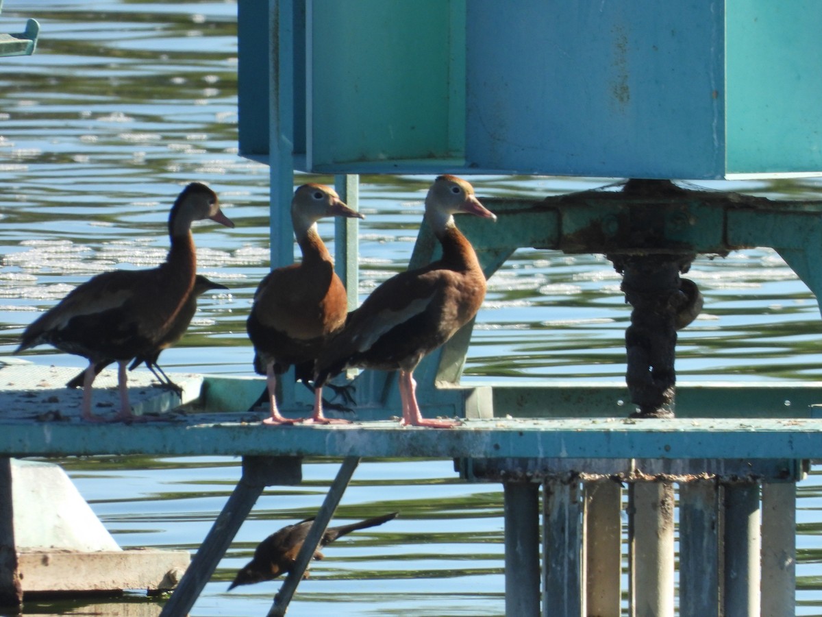 Свистач червонодзьобий - ML645195911