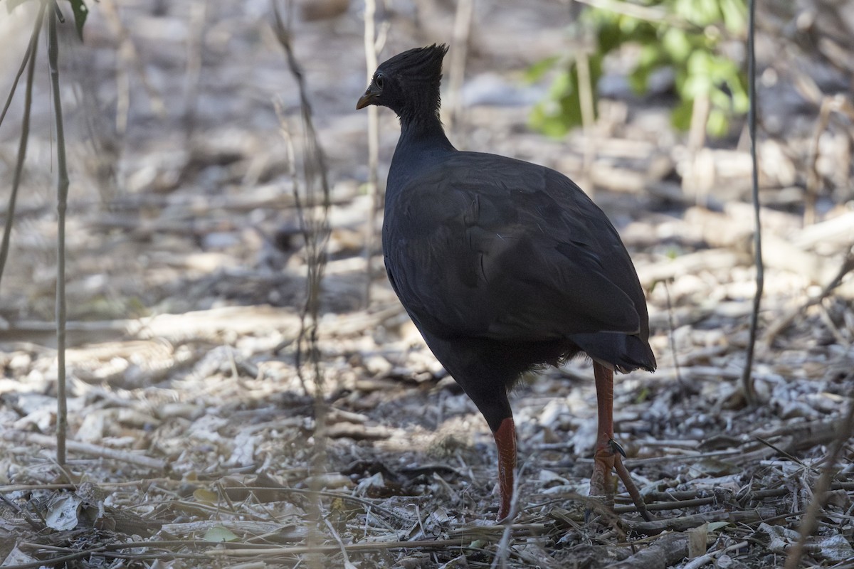 Великоніг австралійський - ML645195913
