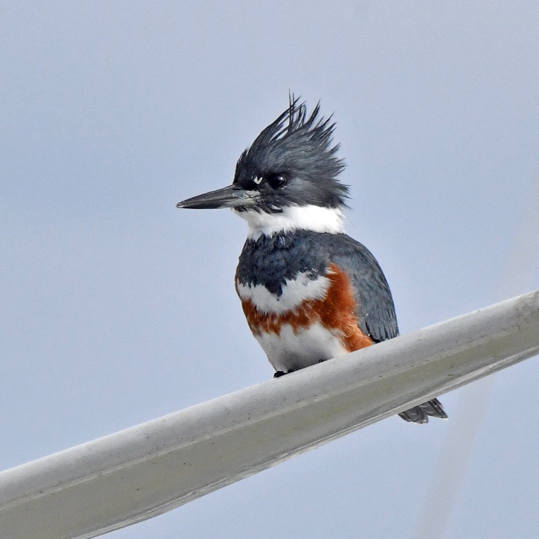Рибалочка-чубань північний - ML645195914