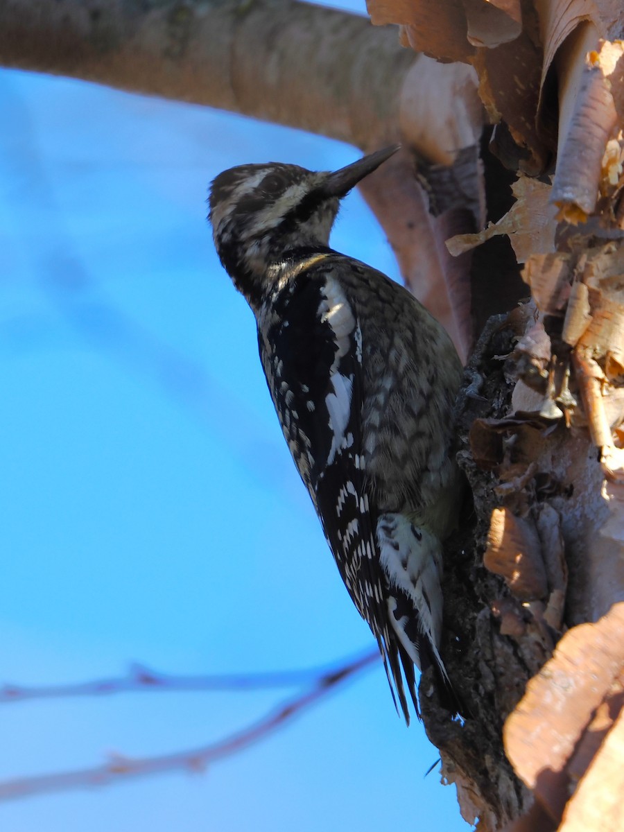 Дятел-смоктун жовточеревий - ML645195916