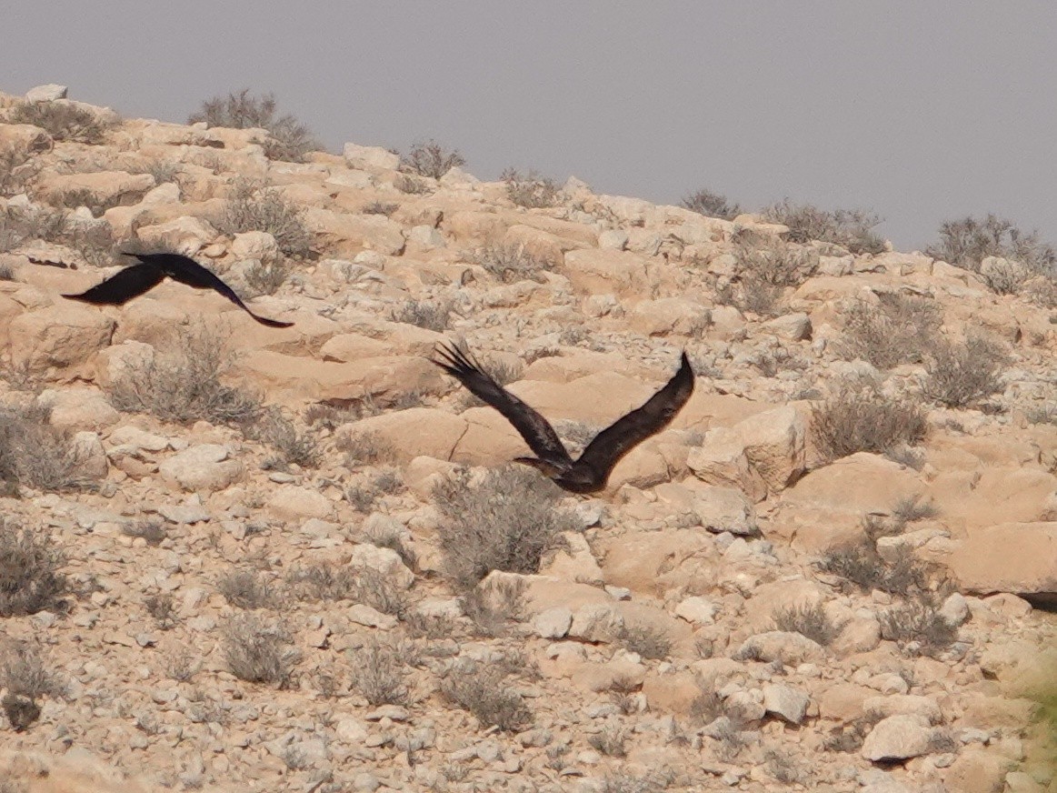 Беркут - ML645195917