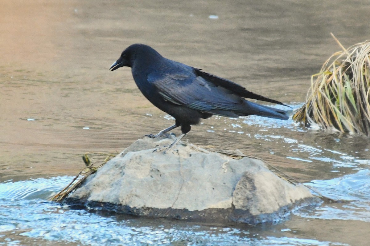 Ворона американська - ML645195918