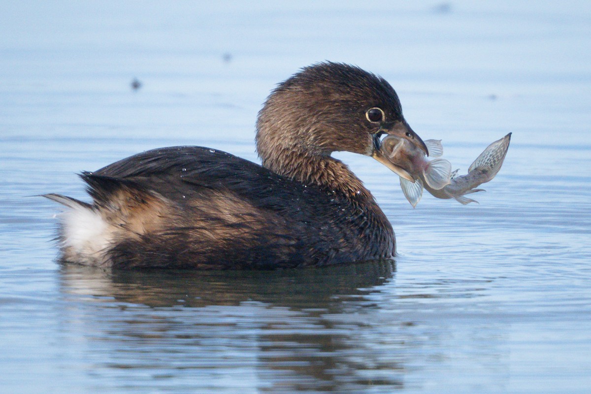 Пірникоза рябодзьоба - ML645195919