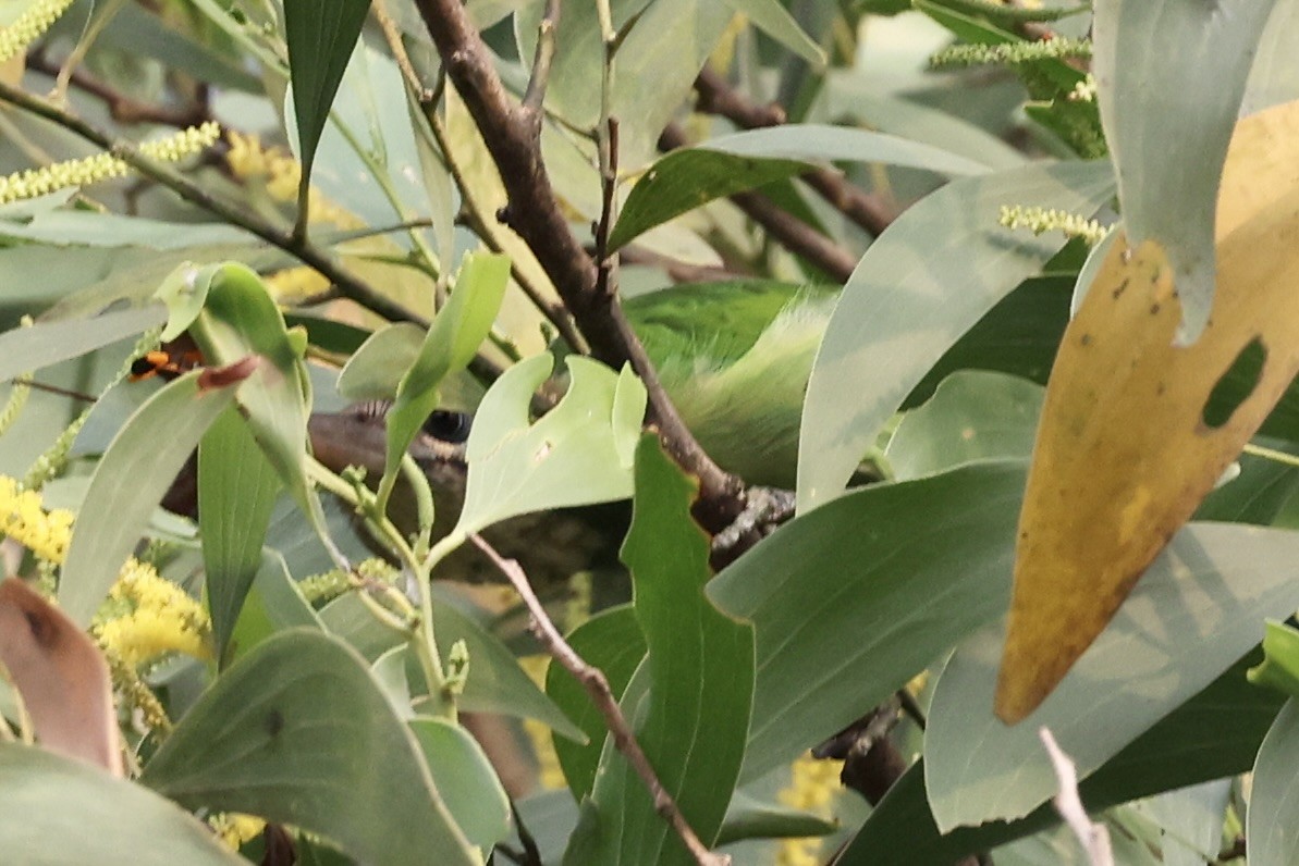 Бородастик білощокий - ML645195920