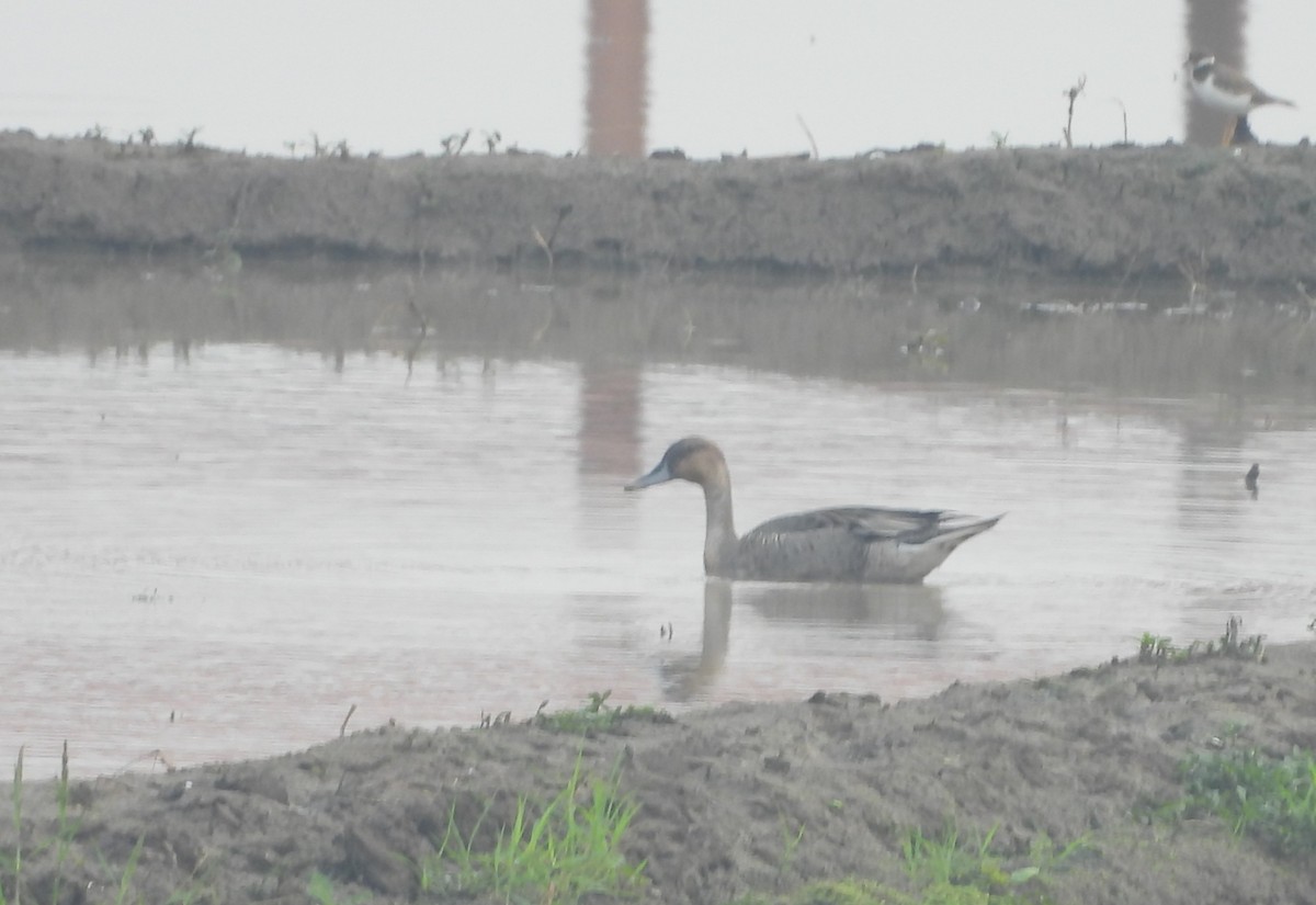 Шилохвіст північний - ML645195921