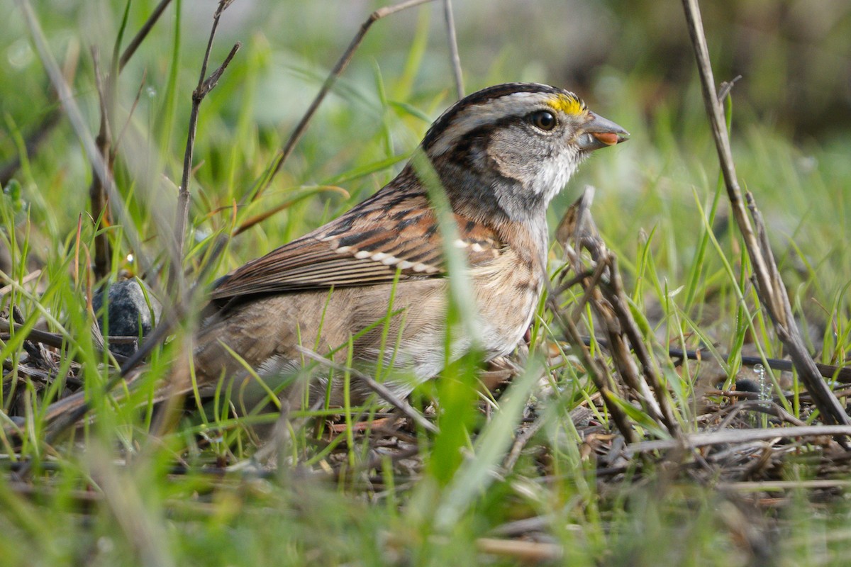 White-throated Sparrow - ML645195946