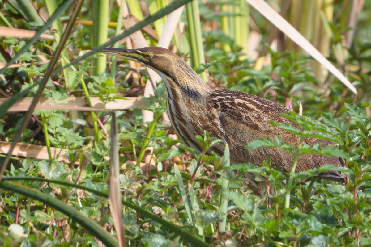 Бугай американський - ML645195949