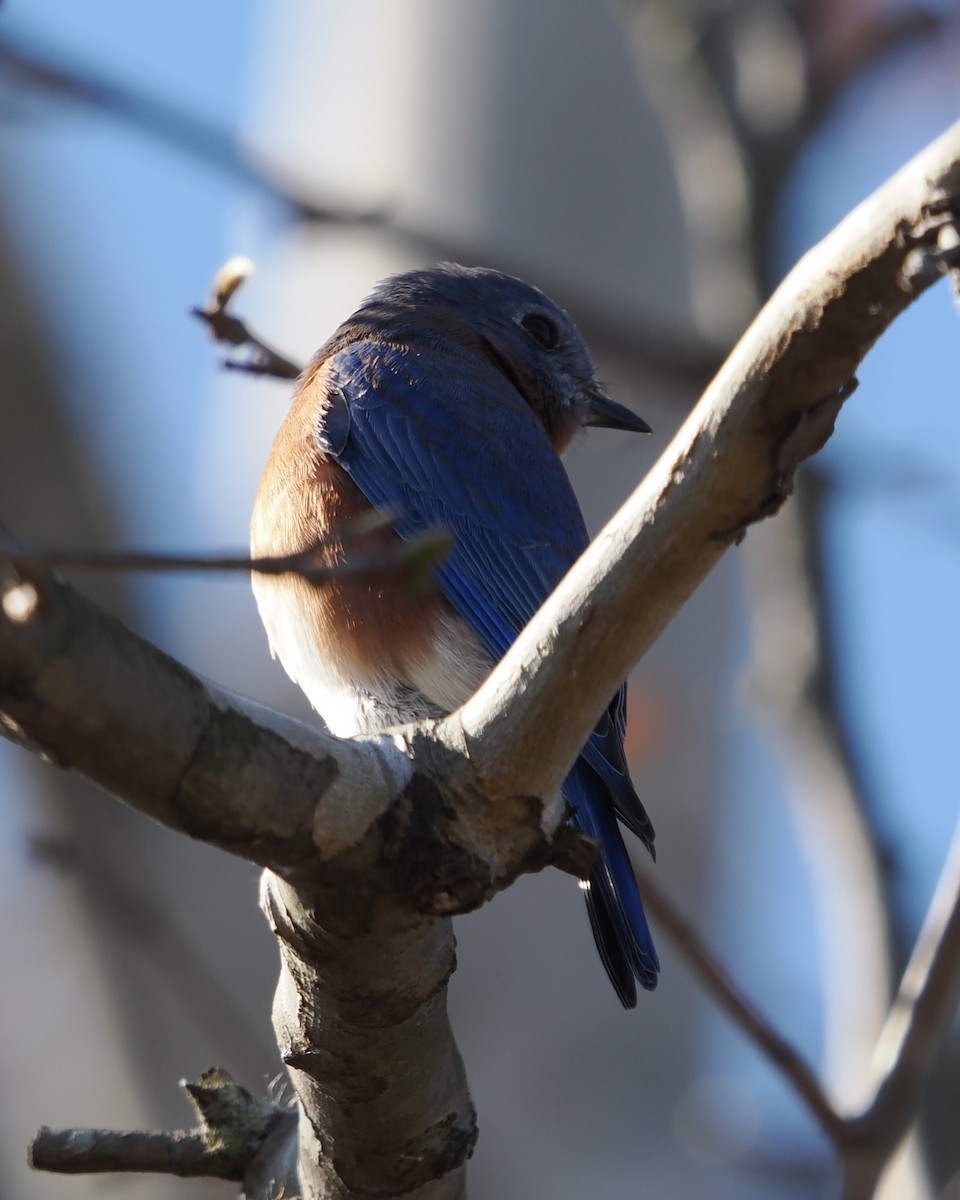 salašník modrý - ML645195950