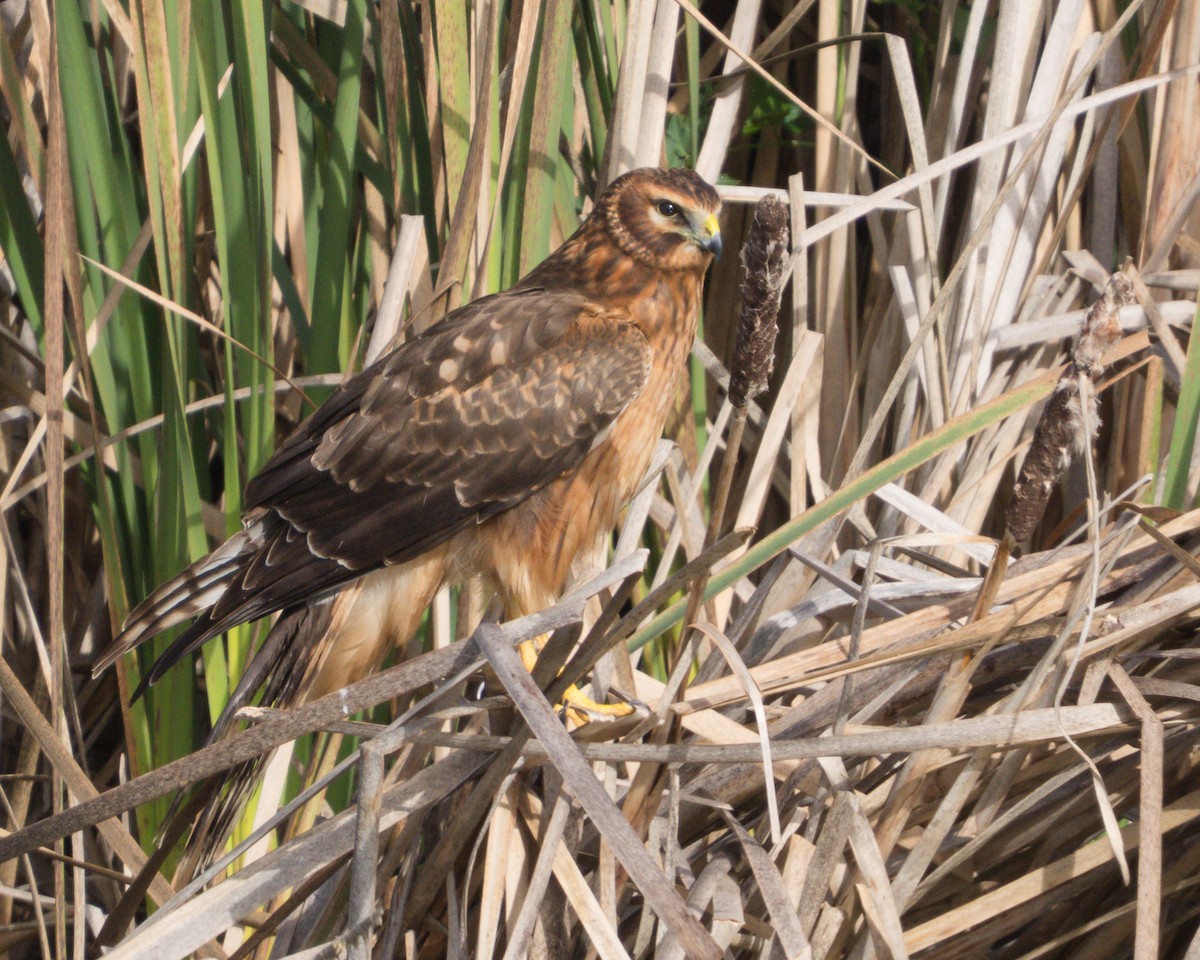 mørkmyrhauk - ML645195954