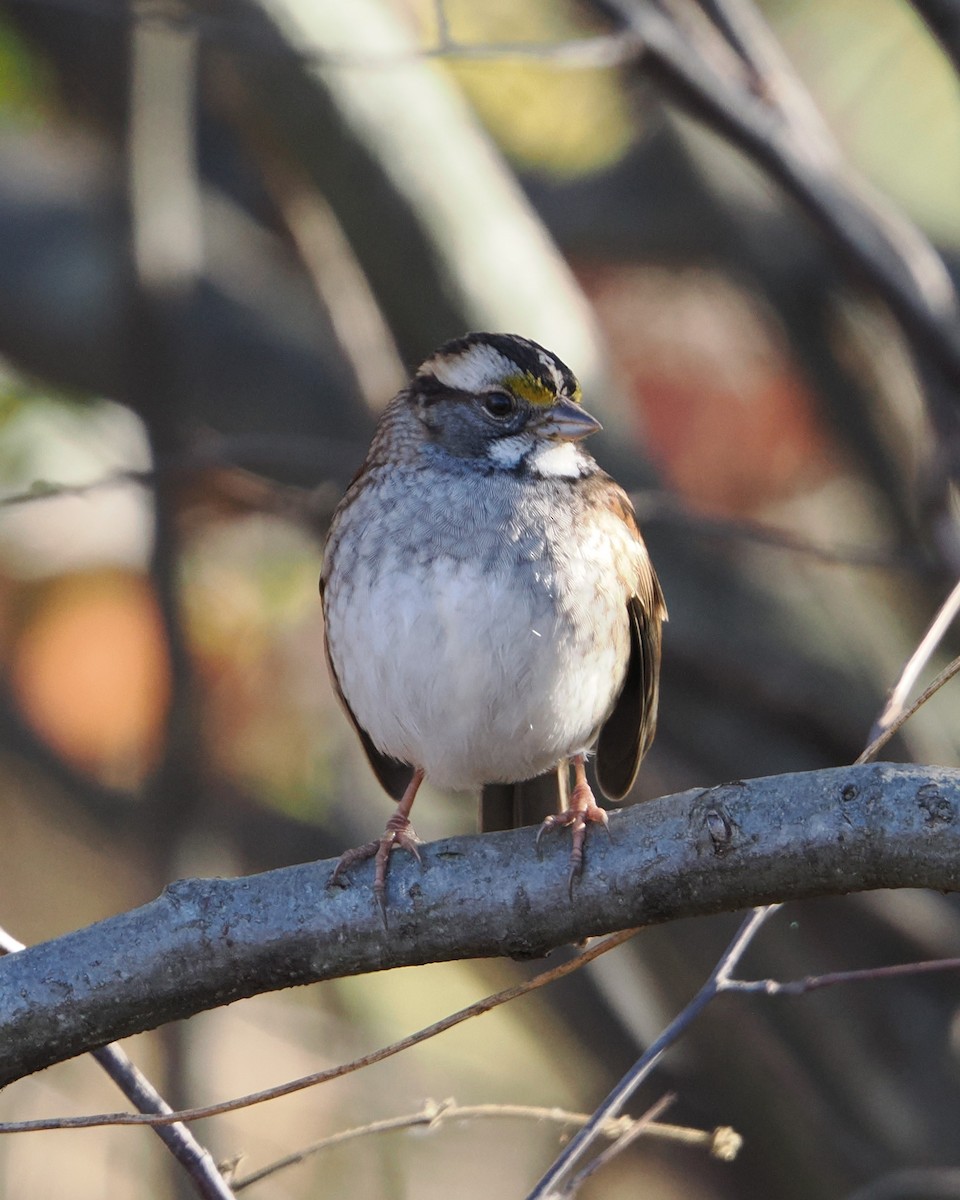strnadec bělohrdlý - ML645195957