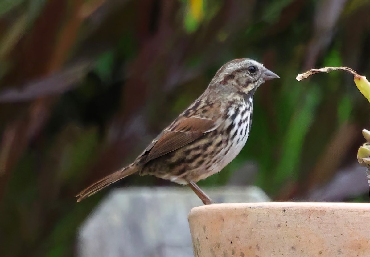 Song Sparrow - ML645195958
