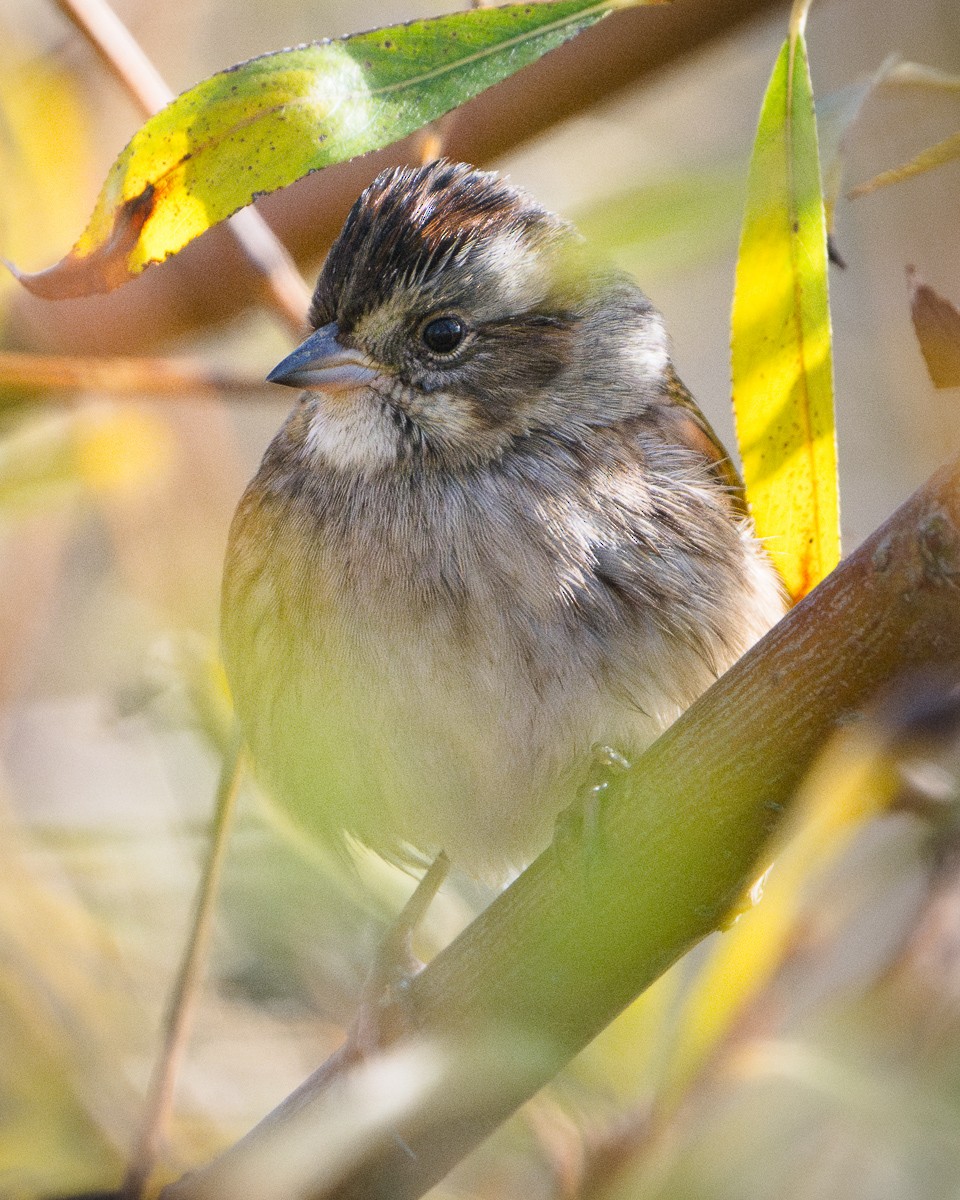 Swamp Sparrow - ML645195960
