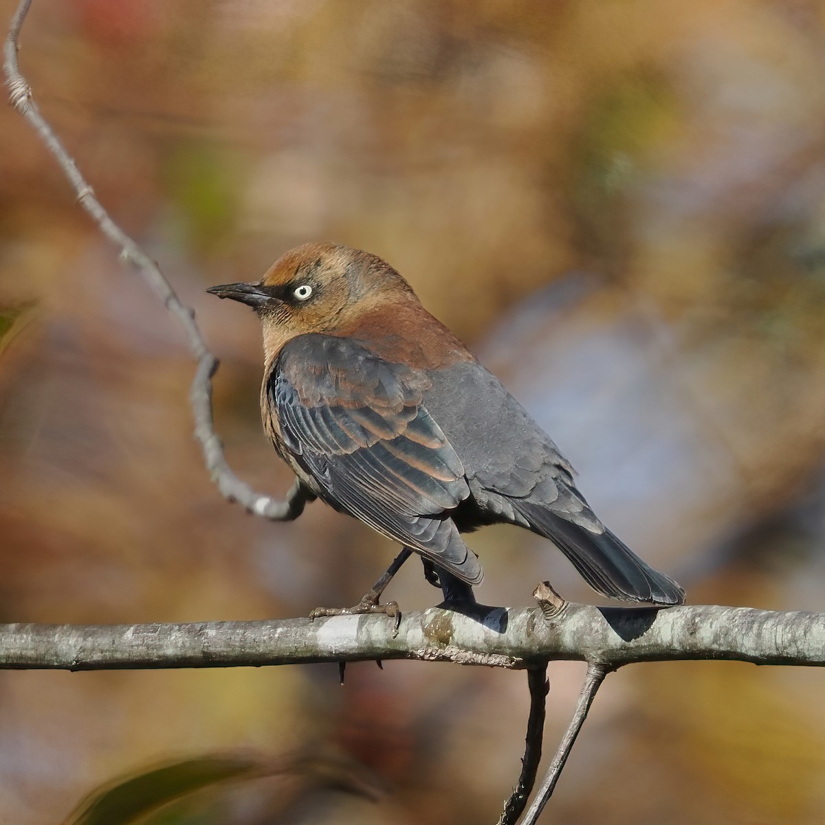 Rusty Blackbird - ML645195975