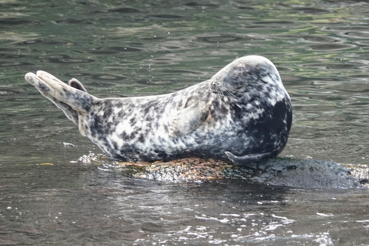 Grey Seal - ML645195979