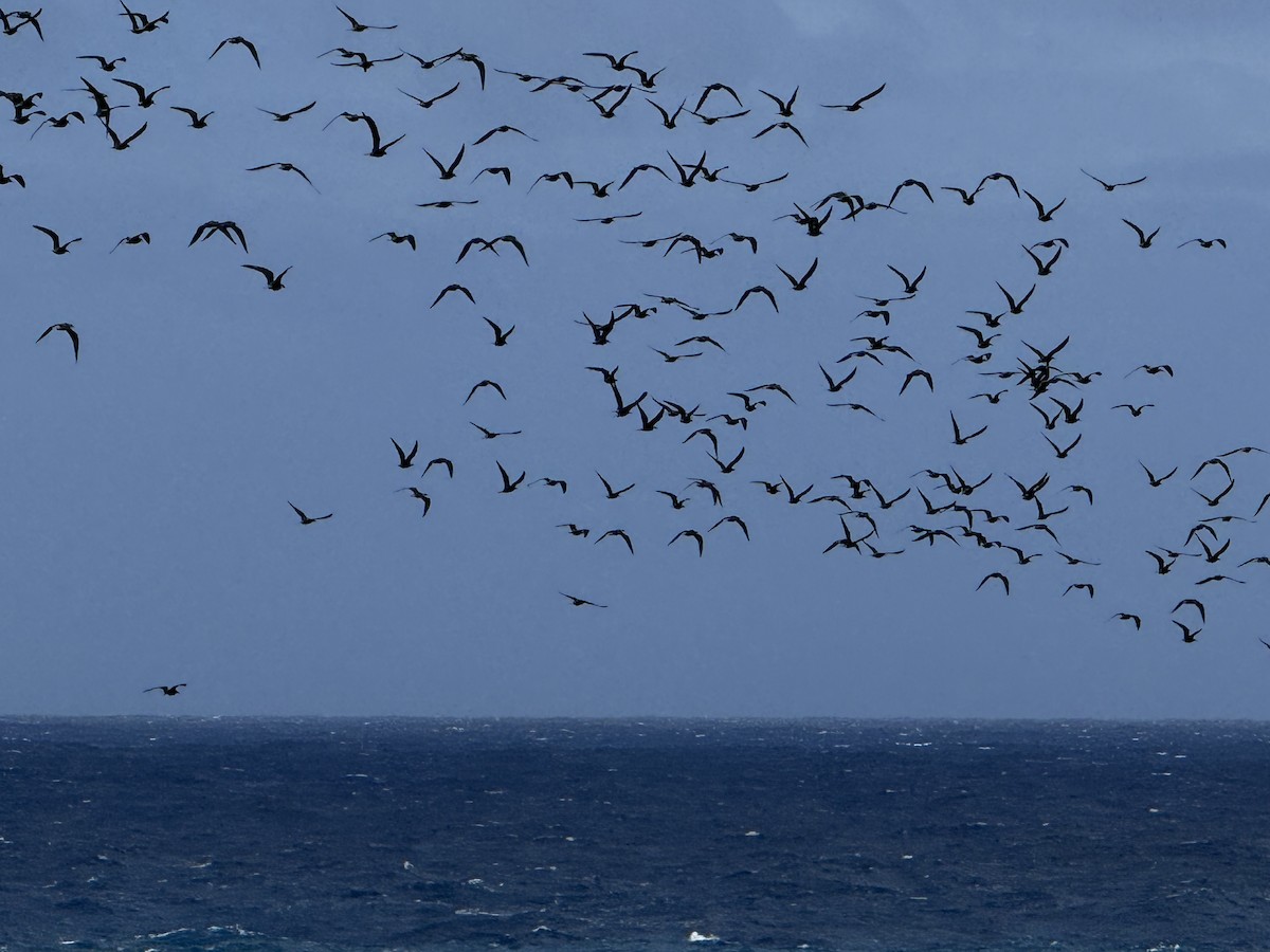 Black Noddy - ML645195989