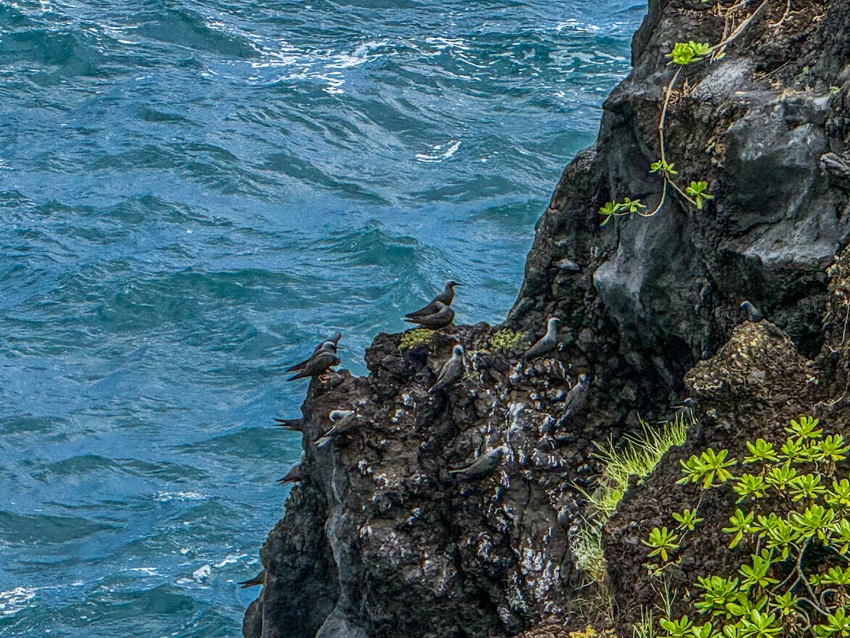 Black Noddy - ML645195990