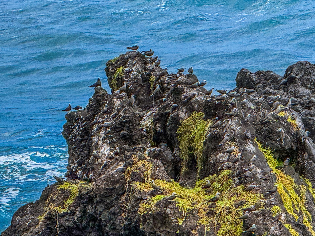 Black Noddy - ML645195992