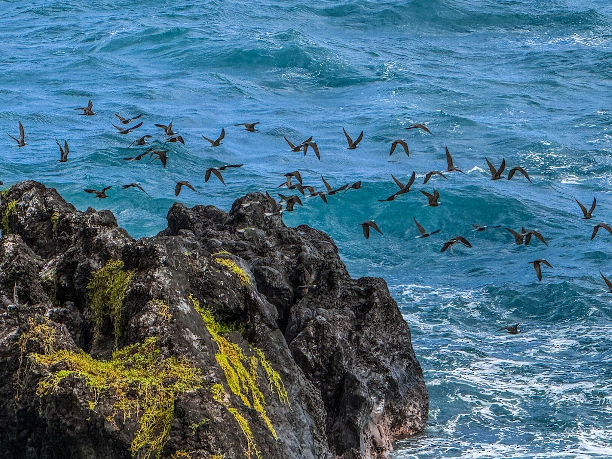 Black Noddy - ML645195993