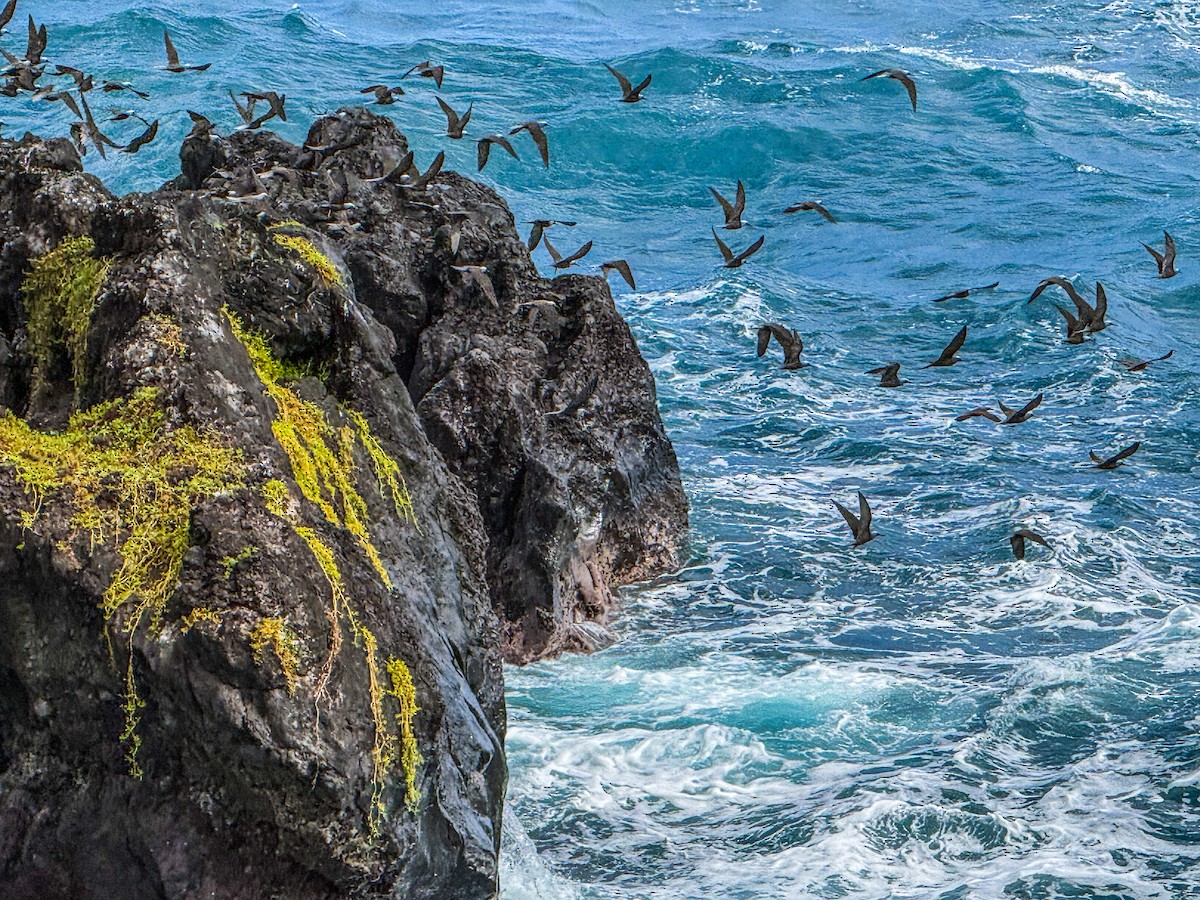 Black Noddy - ML645195994