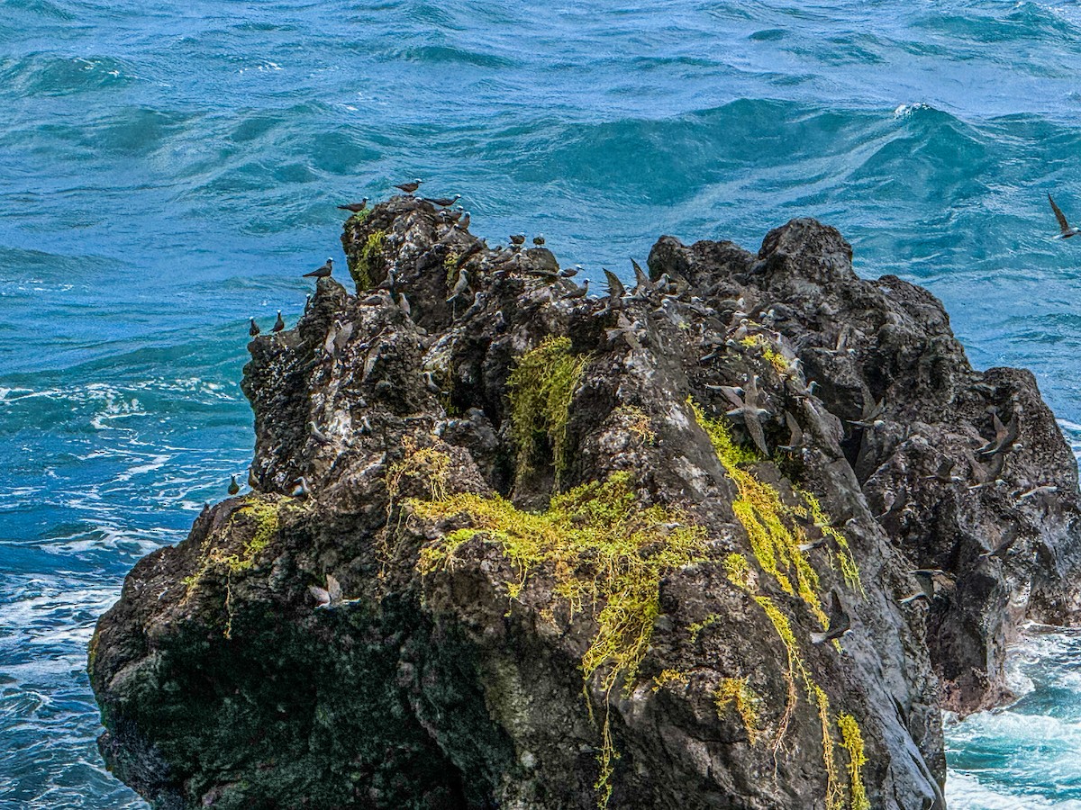 Black Noddy - ML645195995