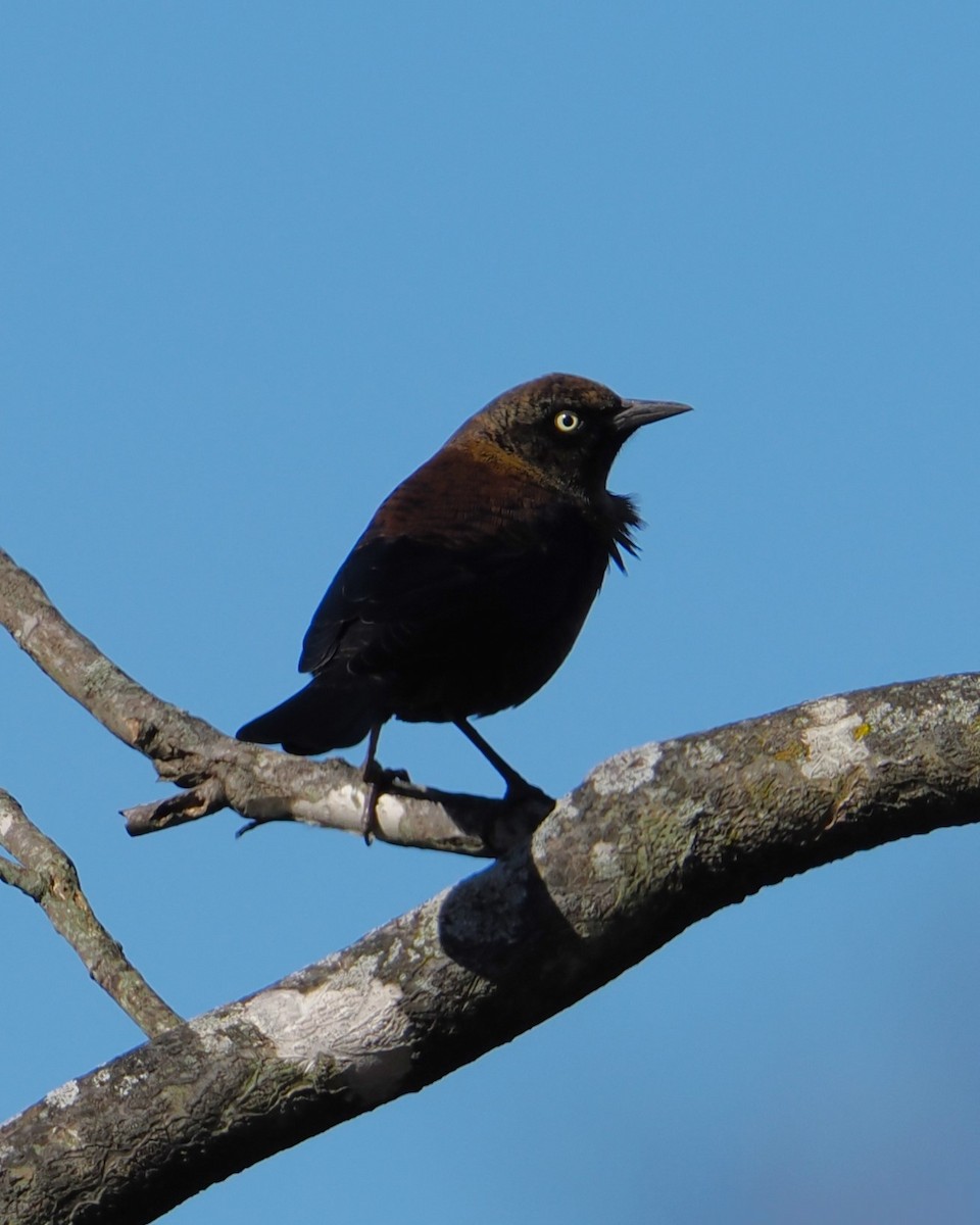 Rusty Blackbird - ML645195996
