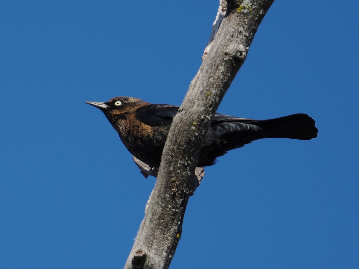 Rusty Blackbird - ML645195997