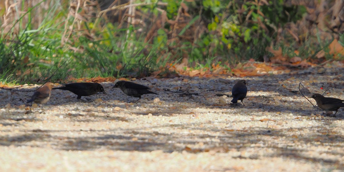 Rusty Blackbird - ML645195998