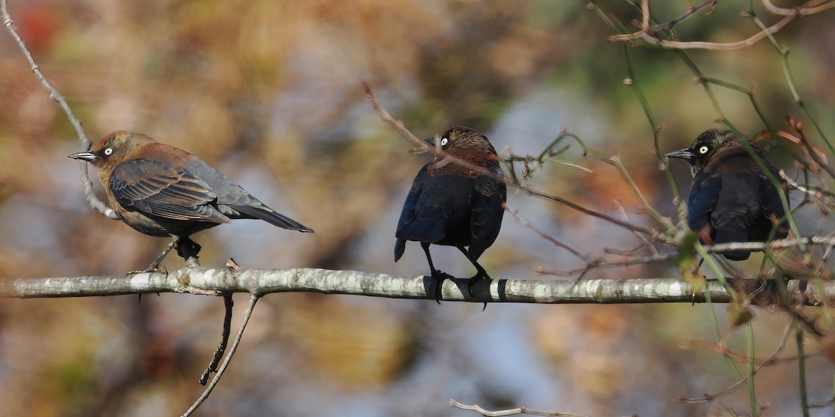 Rusty Blackbird - ML645196002