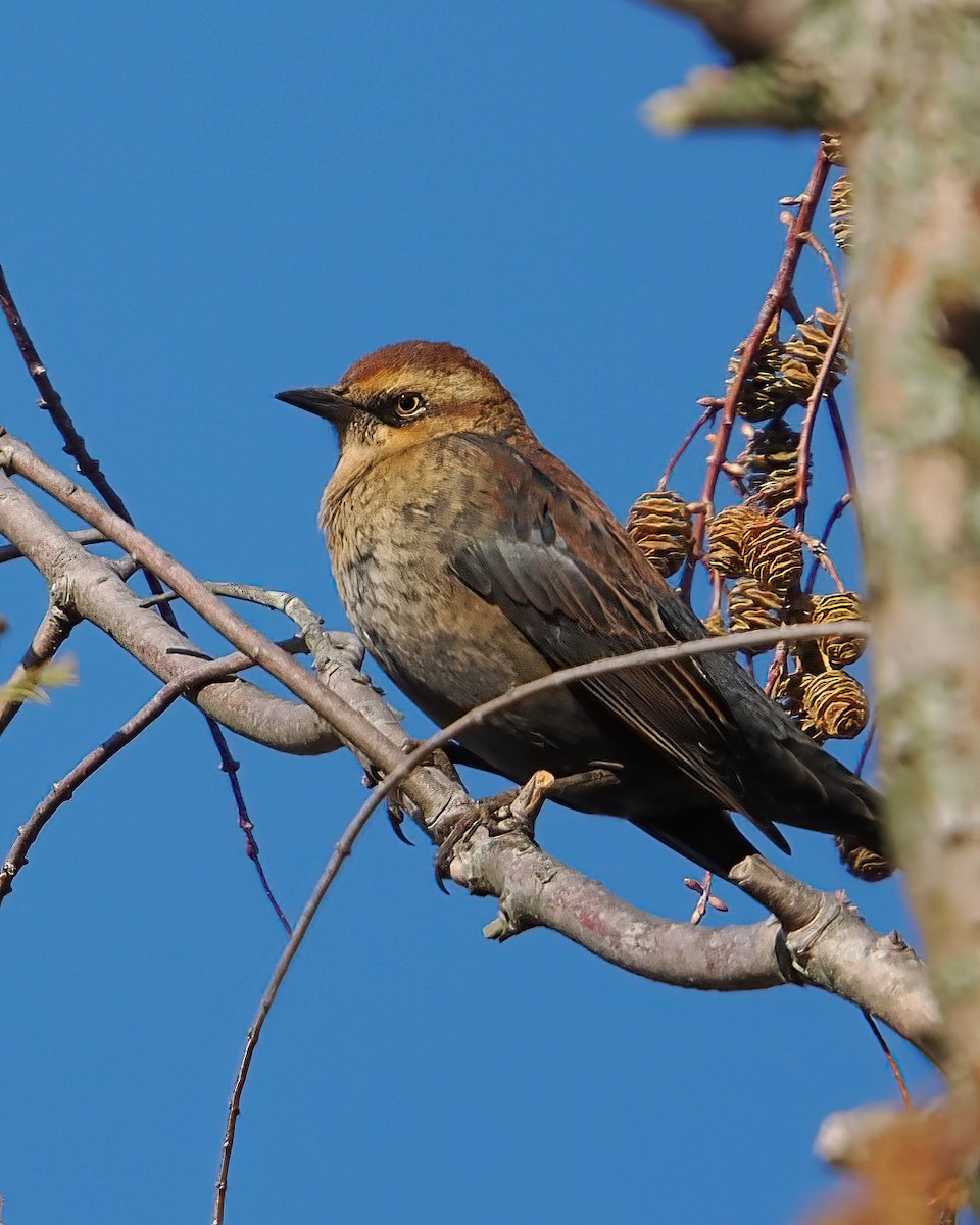 Rusty Blackbird - ML645196008