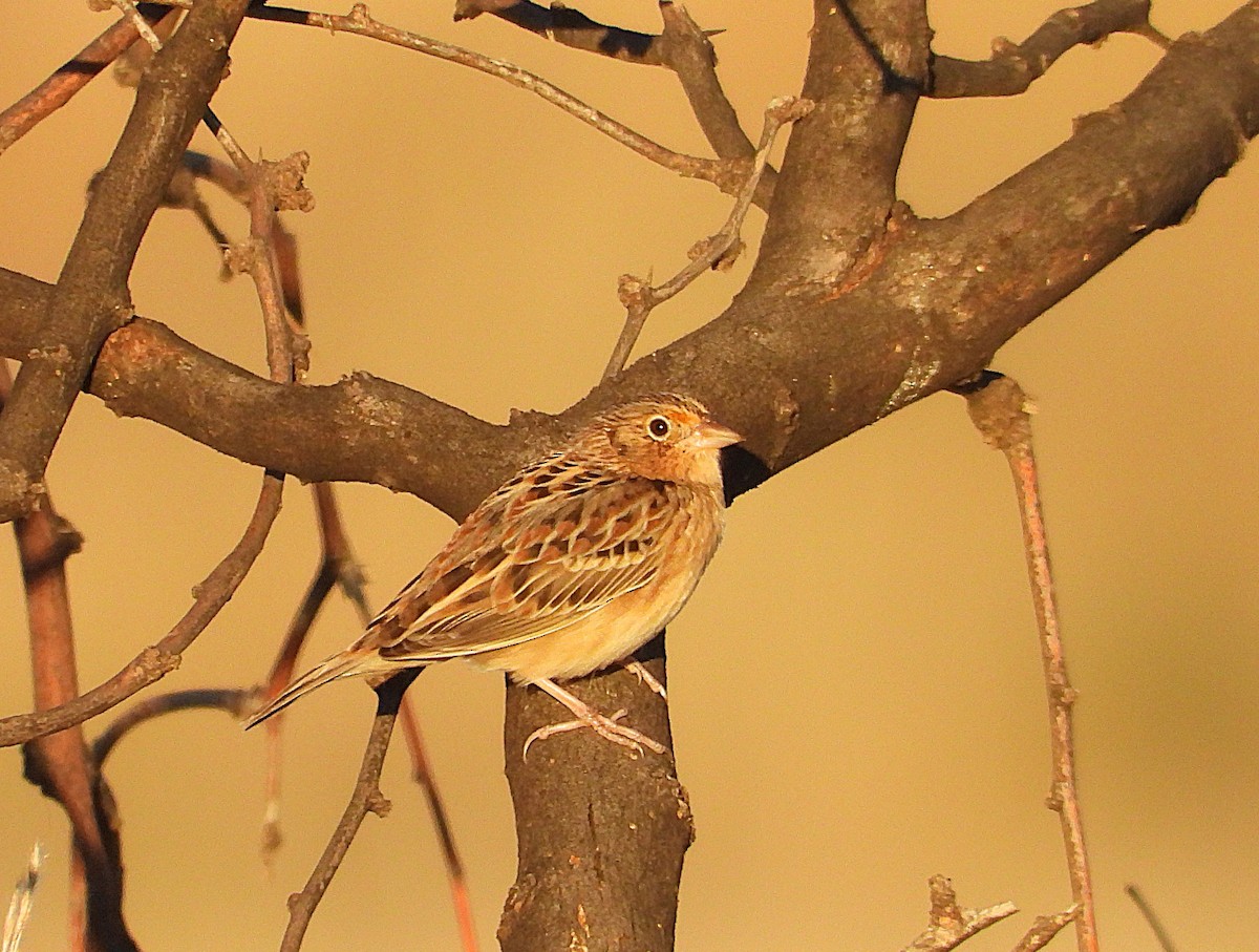 Grasshopper Sparrow - ML645196009