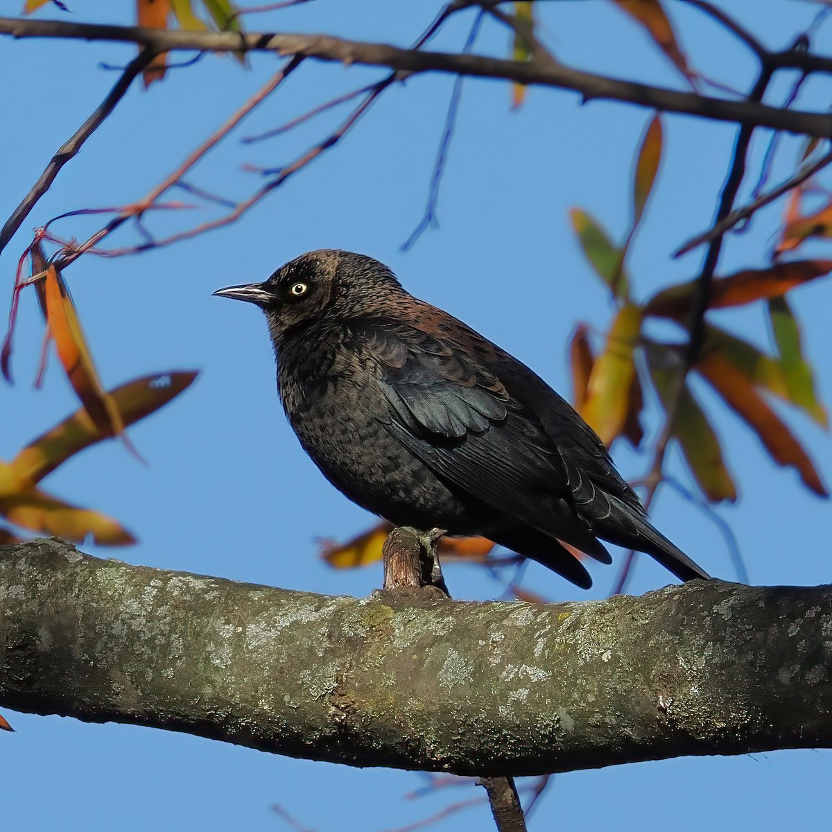 Rusty Blackbird - ML645196021