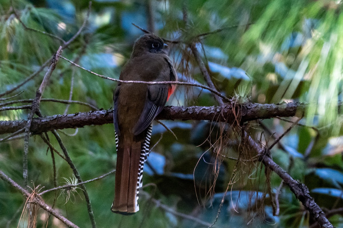 Mountain Trogon - ML645196032