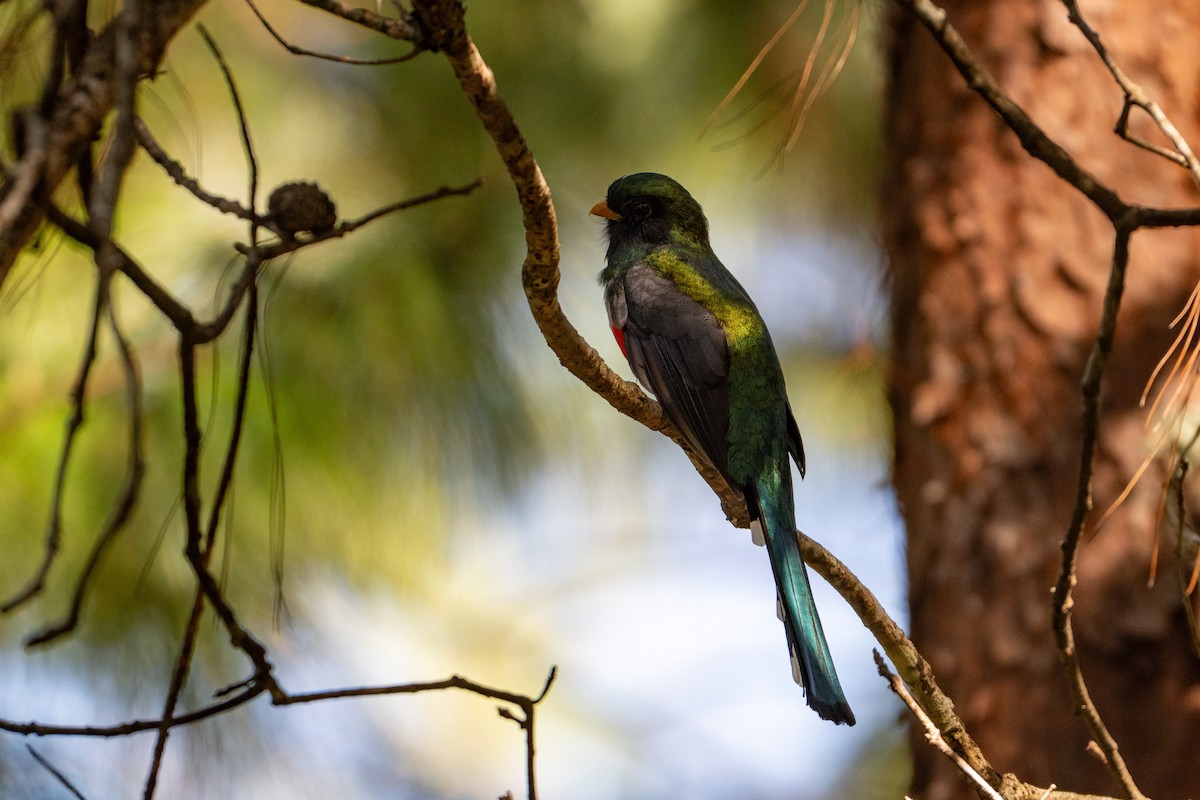 Mountain Trogon - ML645196034